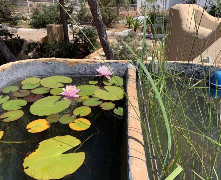 Biojacuzzi by theBIOPOOL