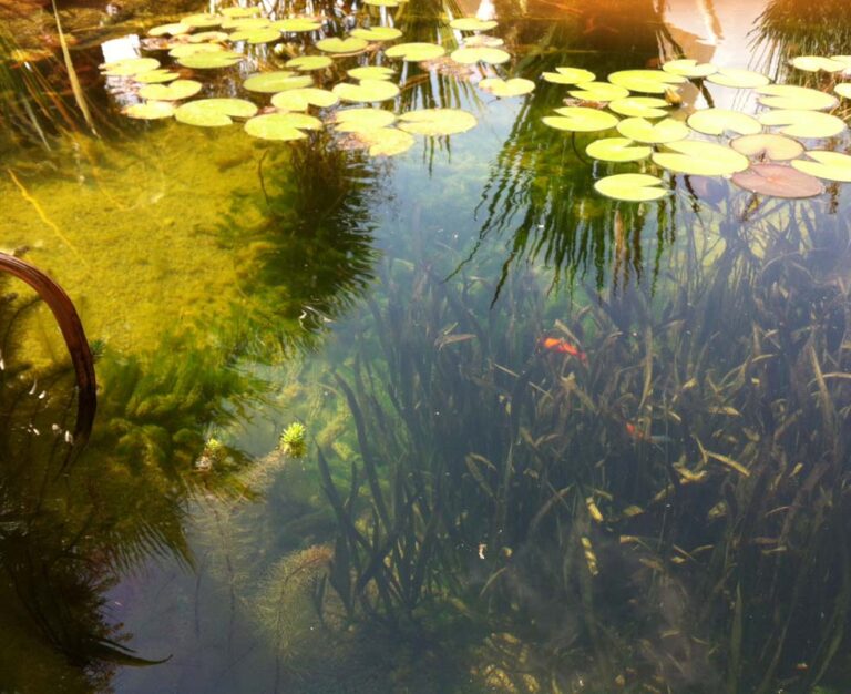 Can Ros by theBIOPOOL