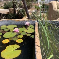 BIOJACUZZI by theBIOPOOL